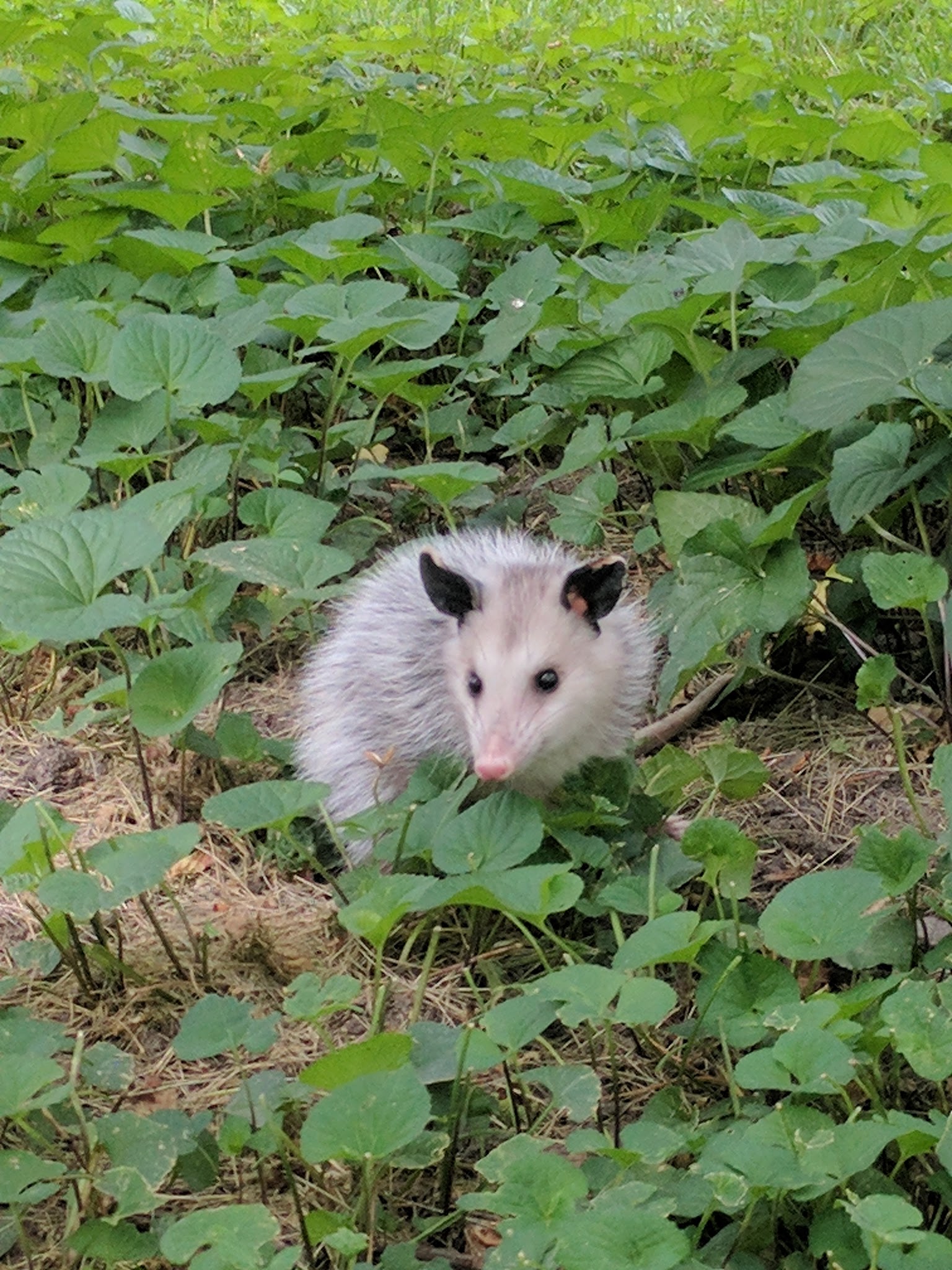 download_20170627_203709