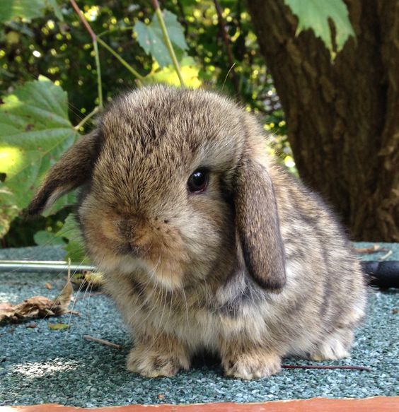 Daydream Rabbit Random Daydream Wish List – Still Life, With Cracker Crumbs..