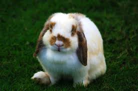 Daydream Rabbit Random Daydream Wish List – Still Life, With Cracker Crumbs..